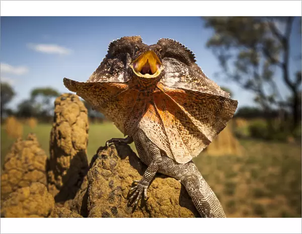 Frill-neck Lizard (Chlamydosaurus kingii), displays on a termite mound. Northern Territory