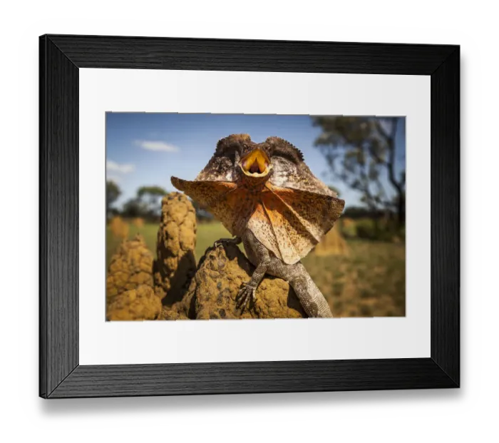 Framed Print : Frill-neck Lizard (Chlamydosaurus kingii), displays on a termite mound. Northern Territory Framed Print : Frill-neck Lizard (Chlamydosaurus kingii), displays on a termite mound. Northern Territory