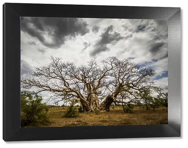 Boab or Australian Baobab trees (Adansonia gregorii) with clouds, Western Australia
