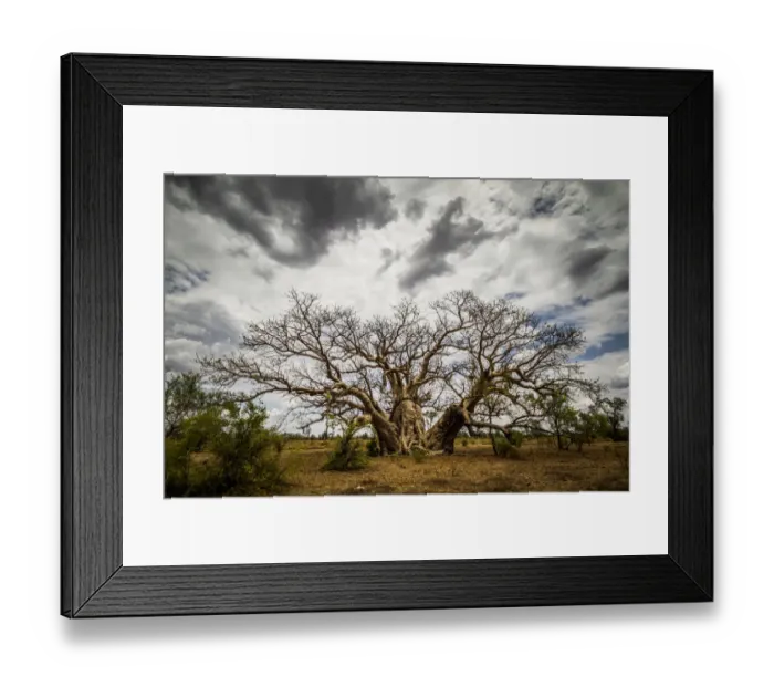 Framed Print : Boab or Australian Baobab trees (Adansonia gregorii) with clouds, Western Australia Framed Print : Boab or Australian Baobab trees (Adansonia gregorii) with clouds, Western Australia