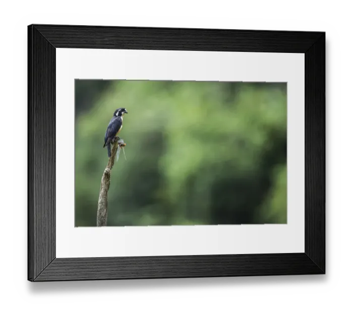 Framed Print : Black-thighed falconet (Microhierax fringillarius) male, Malaysia. With dragonfly prey Framed Print : Black-thighed falconet (Microhierax fringillarius) male, Malaysia. With dragonfly prey