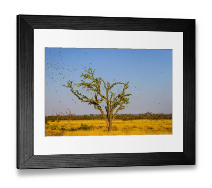 Framed Print : Budgerigars (Melopsittacus undulatus) flocking to find water, Northern Territory Framed Print : Budgerigars (Melopsittacus undulatus) flocking to find water, Northern Territory