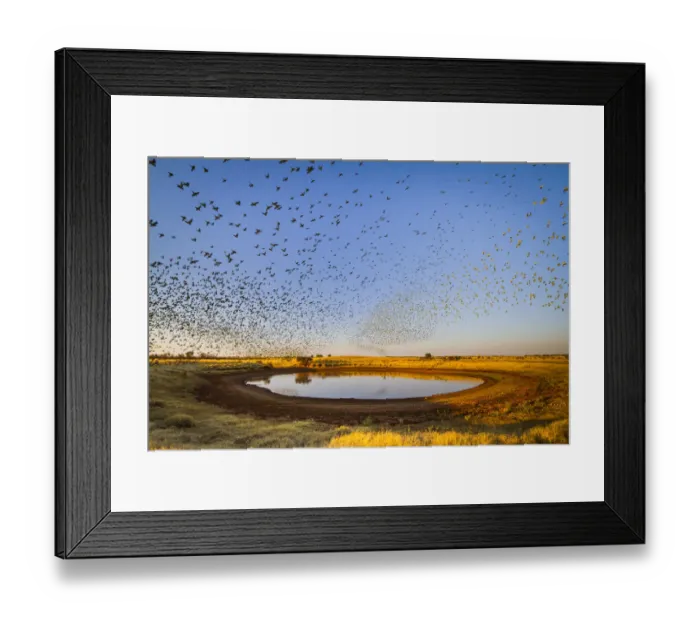 Framed Print : Budgerigars (Melopsittacus undulatus) flocking to find water, Northern Territory Framed Print : Budgerigars (Melopsittacus undulatus) flocking to find water, Northern Territory