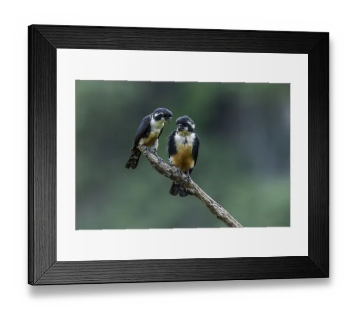 Framed Print : Black-thighed falconet (Microhierax fringillarius) pair, male on right, female on left, Malaysia Framed Print : Black-thighed falconet (Microhierax fringillarius) pair, male on right, female on left, Malaysia