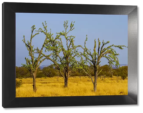 Budgerigars (Melopsittacus undulatus) flocking on tree, Northern Territory, Australia