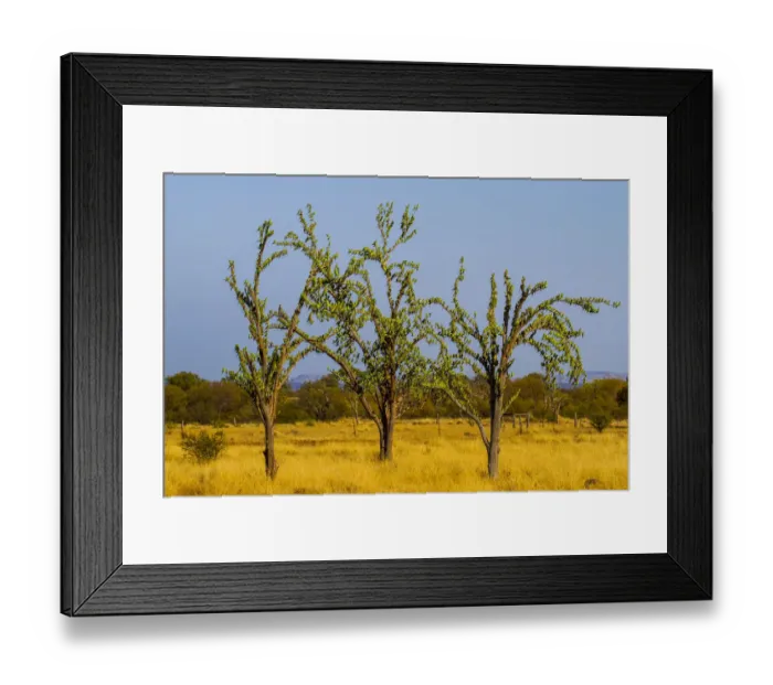 Framed Print : Budgerigars (Melopsittacus undulatus) flocking on tree, Northern Territory, Australia Framed Print : Budgerigars (Melopsittacus undulatus) flocking on tree, Northern Territory, Australia