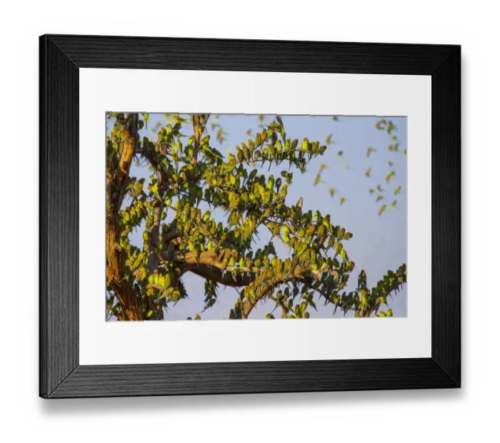 Framed Print : Budgerigars (Melopsittacus undulatus), flocking to find water, Northern Territory Framed Print : Budgerigars (Melopsittacus undulatus), flocking to find water, Northern Territory