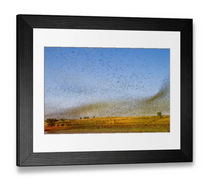 Framed Print : Budgerigars (Melopsittacus undulatus) flocking to find water, Northern Territory Framed Print : Budgerigars (Melopsittacus undulatus) flocking to find water, Northern Territory