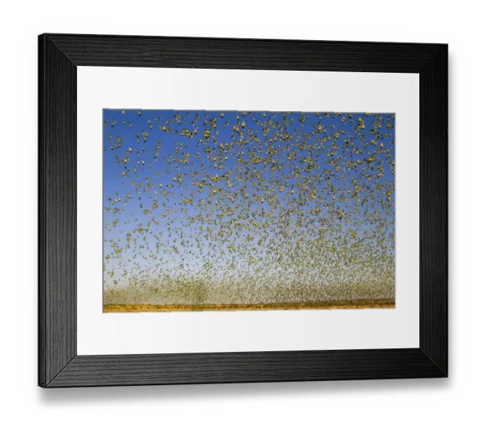 Framed Print : Budgerigars (Melopsittacus undulatus), flocking to find water, Summer, Northern Territory Framed Print : Budgerigars (Melopsittacus undulatus), flocking to find water, Summer, Northern Territory
