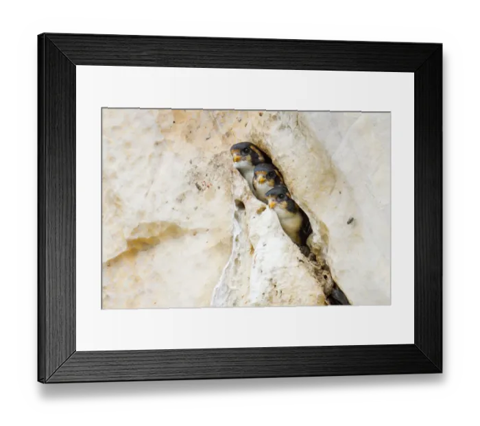 Framed Print : Black-thighed falconet (Microhierax fringillarius) chicks waiting for food, Malaysia Framed Print : Black-thighed falconet (Microhierax fringillarius) chicks waiting for food, Malaysia