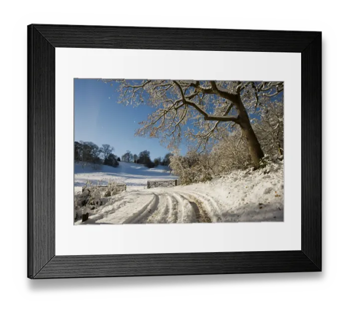 Framed Print : Snow scene from Lower Brcokhampton, with Sessile Oak (Quercus petrea) track and farm gate Framed Print : Snow scene from Lower Brcokhampton, with Sessile Oak (Quercus petrea) track and farm gate