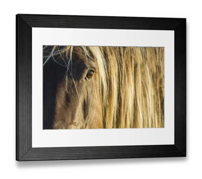 Framed Print : Rocky mountain horse close up of head and mane, Bozeman, Montana, USA. June Framed Print : Rocky mountain horse close up of head and mane, Bozeman, Montana, USA. June