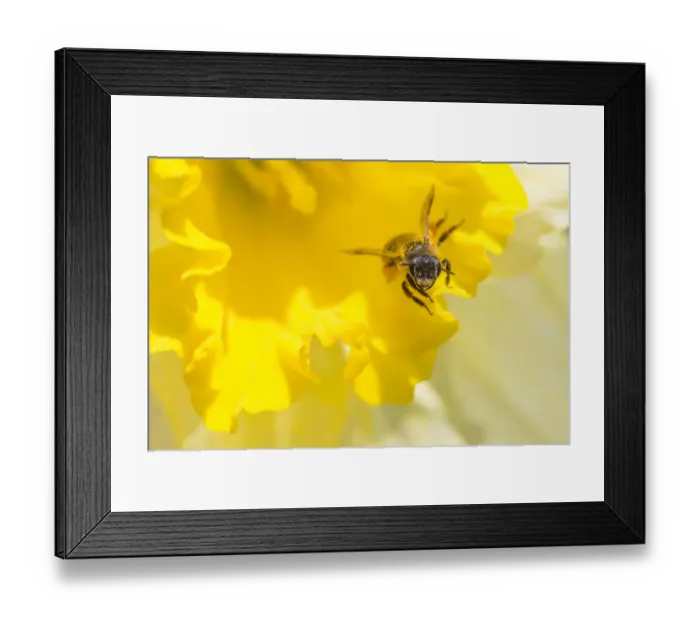 Framed Print : Mining bee (Andrena sp. ) at Daffodil (Narcissus sp. ) flower, Monmouthshire, Wales
