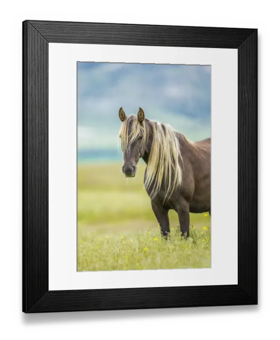 Framed Print : Rocky mountain horse, Bozeman, Montana, USA. June Framed Print : Rocky mountain horse, Bozeman, Montana, USA. June