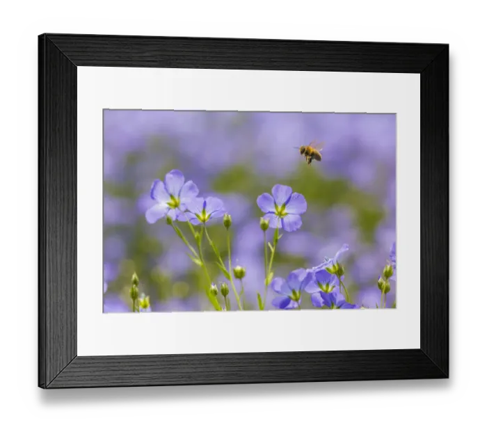 Framed Print : Honey bee (Apis melifera) flying to Flax (Linum usitatissimum) flowers, Monmouthshire