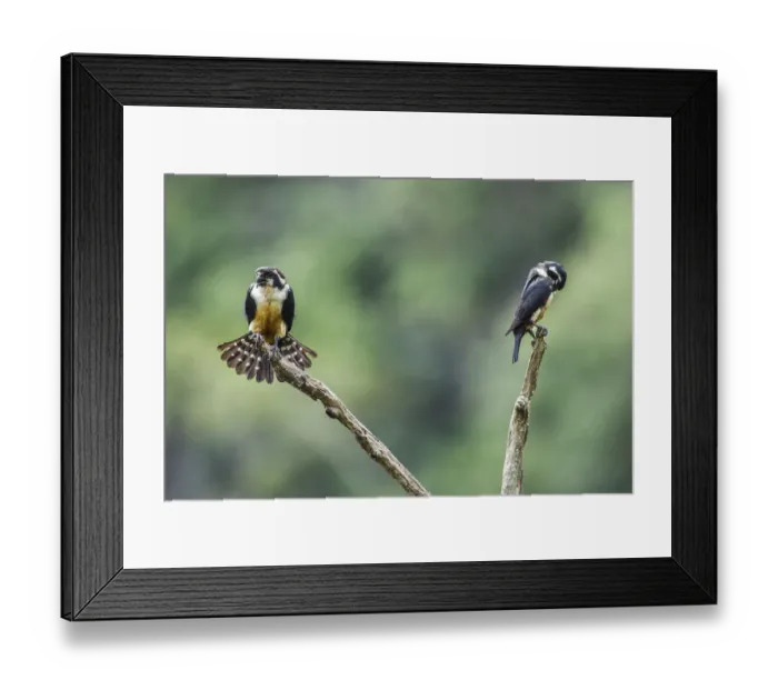 Framed Print : Black-thighed falconet (Microhierax fringillarius) male female pair with female fanning Framed Print : Black-thighed falconet (Microhierax fringillarius) male female pair with female fanning
