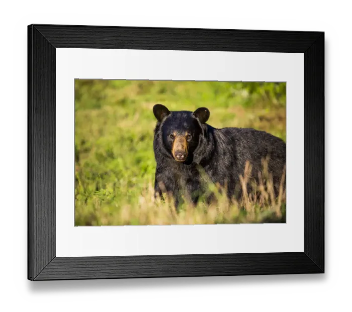 Framed Print : Black bear (Ursus americanus), preparing for hibernation. Maine, USA Framed Print : Black bear (Ursus americanus), preparing for hibernation. Maine, USA