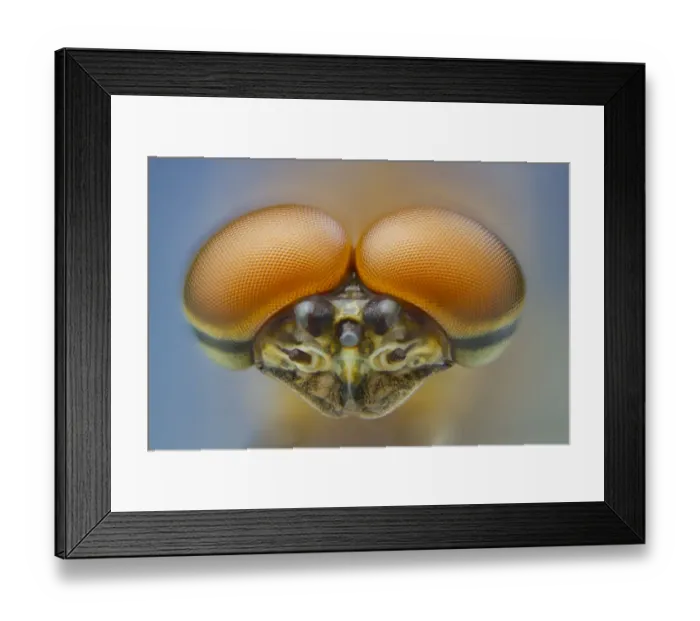 Framed Print : Pink lady mayfly (Epeorus albertae) close up of eyes of male, Madison River, Montana Framed Print : Pink lady mayfly (Epeorus albertae) close up of eyes of male, Madison River, Montana