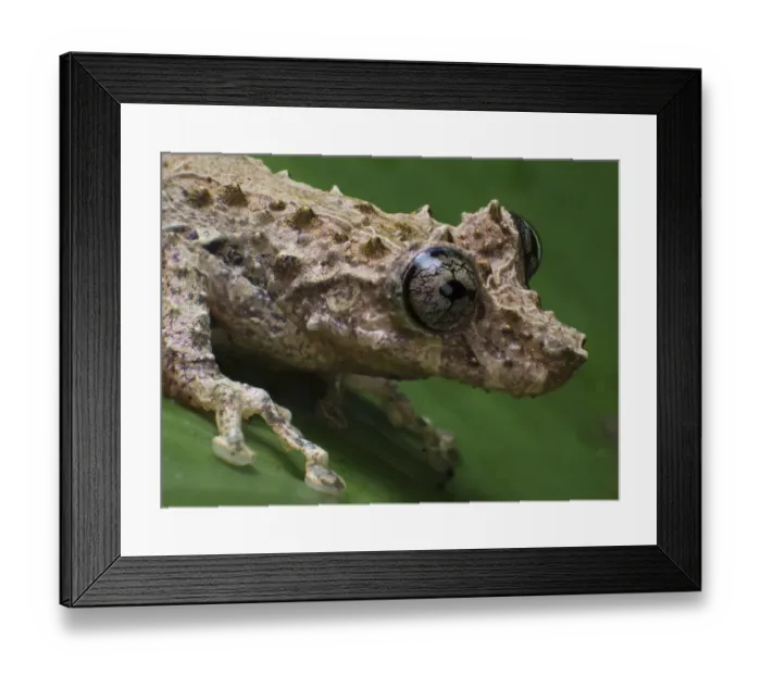 Framed Print : Tree frog (Scinax littoralis Tapirai, Sao Paulo, Brazil. South-east Atlantic forest Framed Print : Tree frog (Scinax littoralis Tapirai, Sao Paulo, Brazil. South-east Atlantic forest