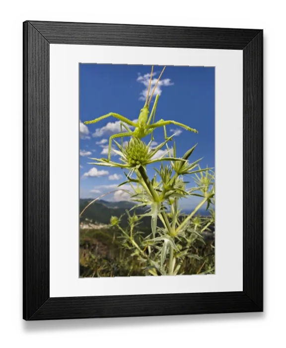 Framed Print : Predatory bush cricket (Saga pedo) waiting for prey on Eryngium, Italy Framed Print : Predatory bush cricket (Saga pedo) waiting for prey on Eryngium, Italy