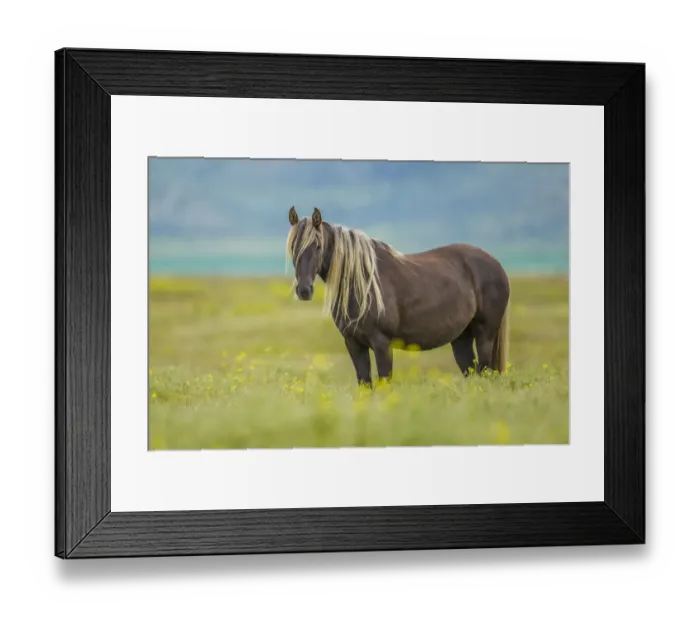 Framed Print : Rocky mountain horse, Bozeman, Montana, USA. June Framed Print : Rocky mountain horse, Bozeman, Montana, USA. June