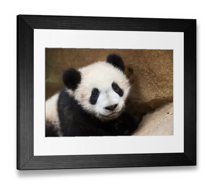 Framed Print : Portrait of Giant panda cub (Ailuropoda melanoleuca) captive Framed Print : Portrait of Giant panda cub (Ailuropoda melanoleuca) captive