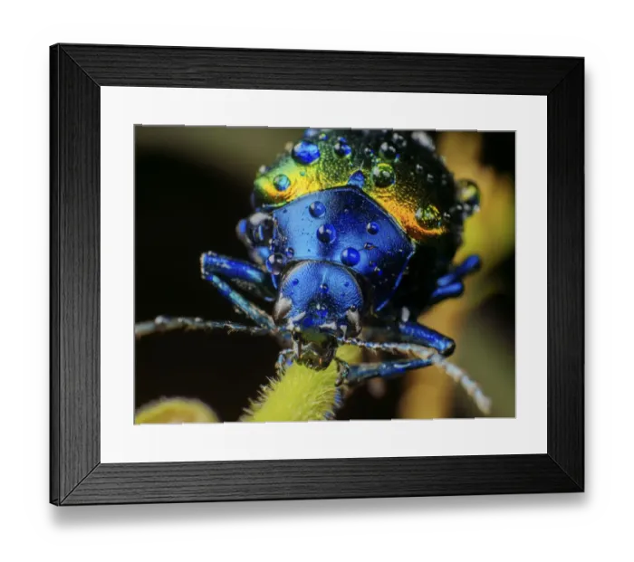 Framed Print : Metallic leaf beetle (Chrysomelidae) with rain droplets, frontal view, in Aiuruoca Framed Print : Metallic leaf beetle (Chrysomelidae) with rain droplets, frontal view, in Aiuruoca