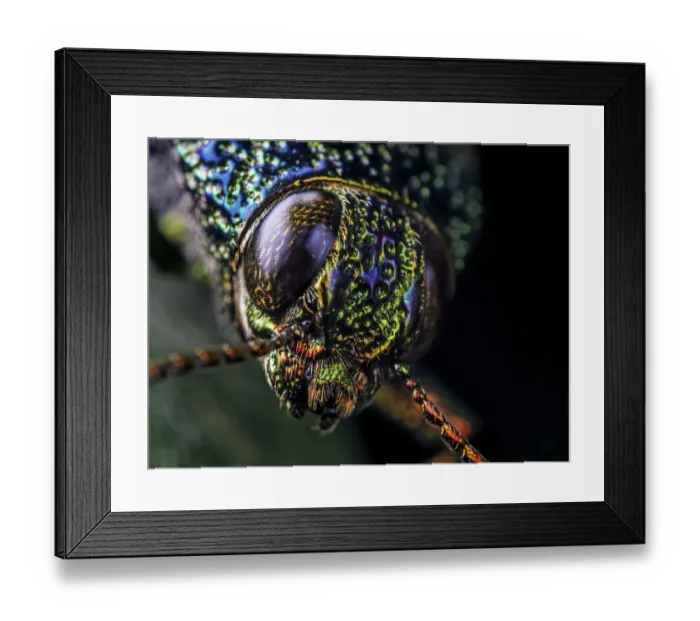 Framed Print : Close-up of a Metallic jewel beetle (Buspretidae) in Aiuruoca, Minas Gerais, Brazil Framed Print : Close-up of a Metallic jewel beetle (Buspretidae) in Aiuruoca, Minas Gerais, Brazil