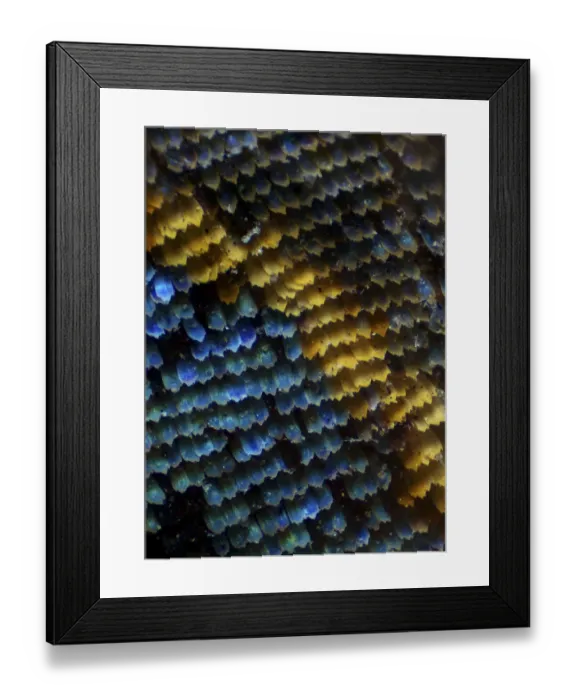 Framed Print : Scales of a Owl butterfly (Caligo sp) magnified 28x, deceased insect found in Tapirai Sao Paulo
