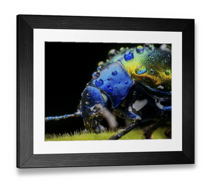 Framed Print : Metallic leaf beetle ( Eumolpinae) with rain droplets, in Aiuruoca, Minas Gerais, Brazil Framed Print : Metallic leaf beetle ( Eumolpinae) with rain droplets, in Aiuruoca, Minas Gerais, Brazil