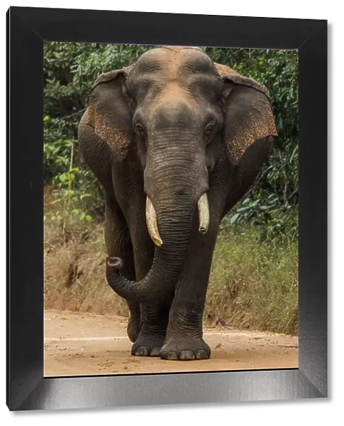 Sri Lankan elephant (Elephas maximus maximus) walking, Yala National Park, Southern Province