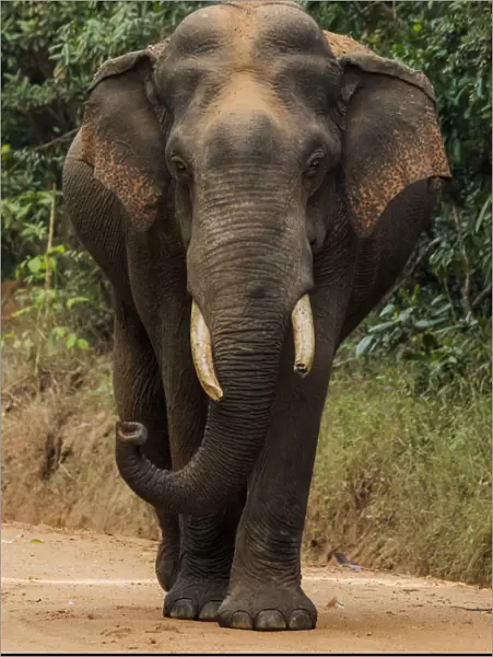 Sri Lankan elephant (Elephas maximus maximus) walking, Yala National Park, Southern Province