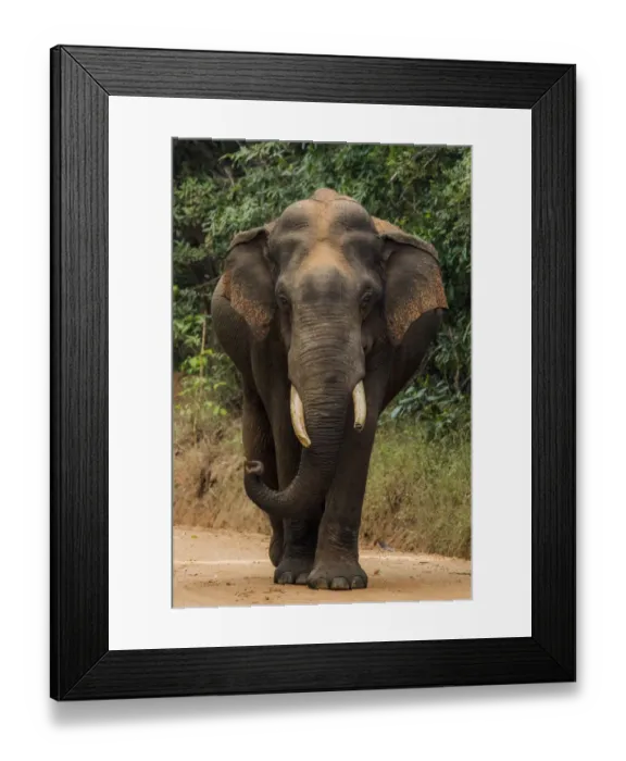 Framed Print : Sri Lankan elephant (Elephas maximus maximus) walking, Yala National Park, Southern Province Framed Print : Sri Lankan elephant (Elephas maximus maximus) walking, Yala National Park, Southern Province