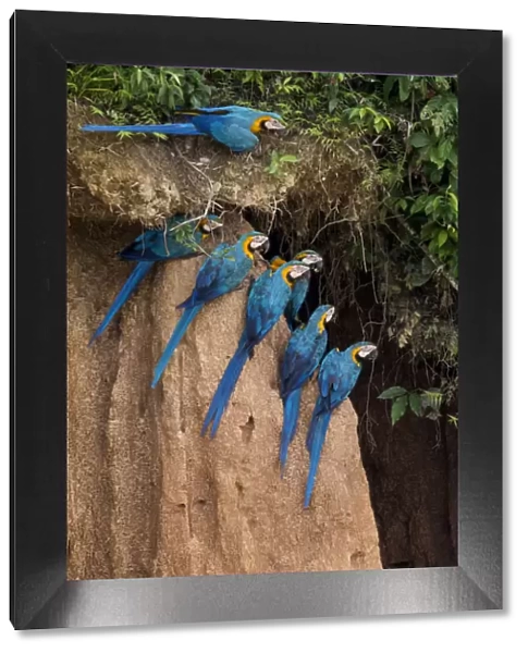 Blue and yellow macaws (Ara ararauna) at claylick close to the Tambopata river, Tambopata Reserve