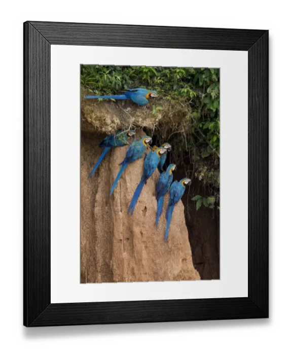 Framed Print : Blue and yellow macaws (Ara ararauna) at claylick close to the Tambopata river, Tambopata Reserve Framed Print : Blue and yellow macaws (Ara ararauna) at claylick close to the Tambopata river, Tambopata Reserve