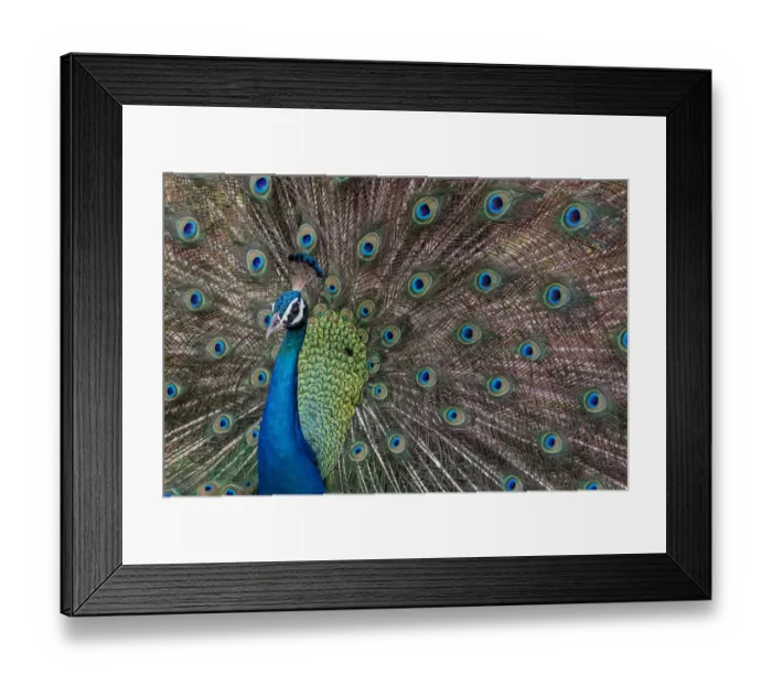 Framed Print : Indian peafowl (Pavo cristatus) peacock walking and displaying feathers, Yala National Park Framed Print : Indian peafowl (Pavo cristatus) peacock walking and displaying feathers, Yala National Park