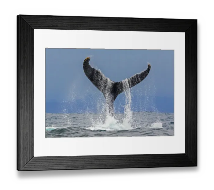 Framed Print : Humpback whale (Megaptera novaeangliae) fluke above the water as it dives, Machalilla National Park Framed Print : Humpback whale (Megaptera novaeangliae) fluke above the water as it dives, Machalilla National Park
