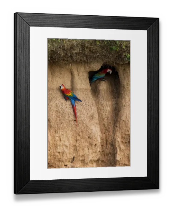 Framed Print : Scarlet macaw (Ara macao) and Red and green macaw (Ara chloroptera) eating clay close Framed Print : Scarlet macaw (Ara macao) and Red and green macaw (Ara chloroptera) eating clay close