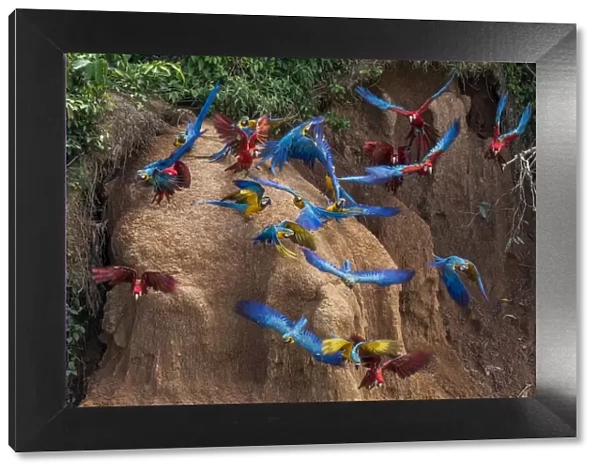Scarlet macaws (Ara macao) and Blue and yellow macaws eating clay close to the Tambopata river