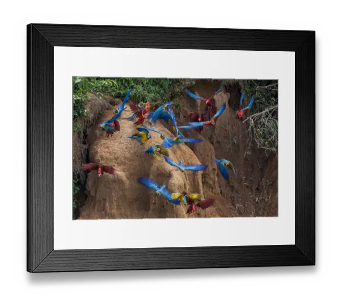 Framed Print : Scarlet macaws (Ara macao) and Blue and yellow macaws eating clay close to the Tambopata river Framed Print : Scarlet macaws (Ara macao) and Blue and yellow macaws eating clay close to the Tambopata river