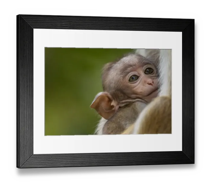 Framed Print : Toque macaque (Macaca sinica) infant, Yala National Park, Southern Province, Sri Lanka Framed Print : Toque macaque (Macaca sinica) infant, Yala National Park, Southern Province, Sri Lanka