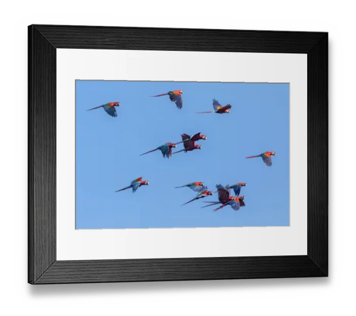 Framed Print : Scarlet macaws (Ara macao) and Red and green macaws (Ara chloroptera) flying over