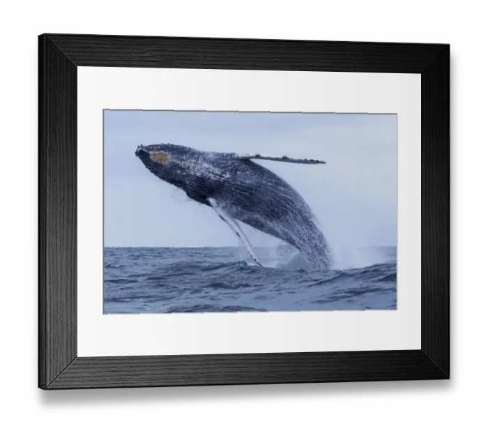 Framed Print : Humpback Whale (Megaptera novaeangliae) breaching, Machalilla National Park, Manabi, Ecuador Framed Print : Humpback Whale (Megaptera novaeangliae) breaching, Machalilla National Park, Manabi, Ecuador