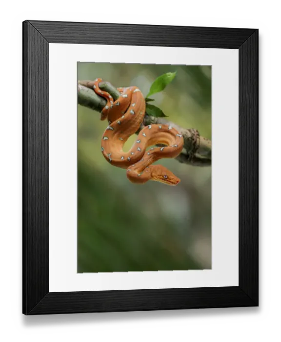 Framed Print : Emerald tree boa (Corallus batesii) juvenile hanging on a branch. Tambopata, Madre de Dios