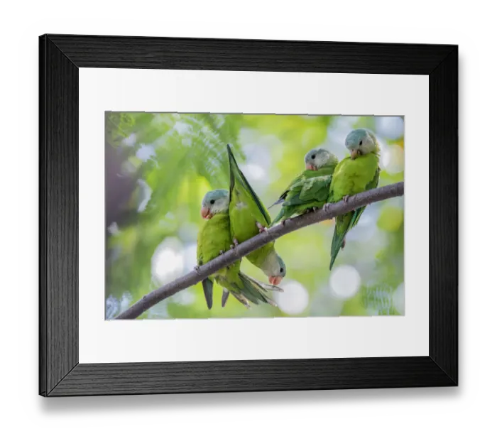 Framed Print : Grey-cheeked parakeets (Brotogeris pyrrhoptera) perched and grooming on a branch Framed Print : Grey-cheeked parakeets (Brotogeris pyrrhoptera) perched and grooming on a branch