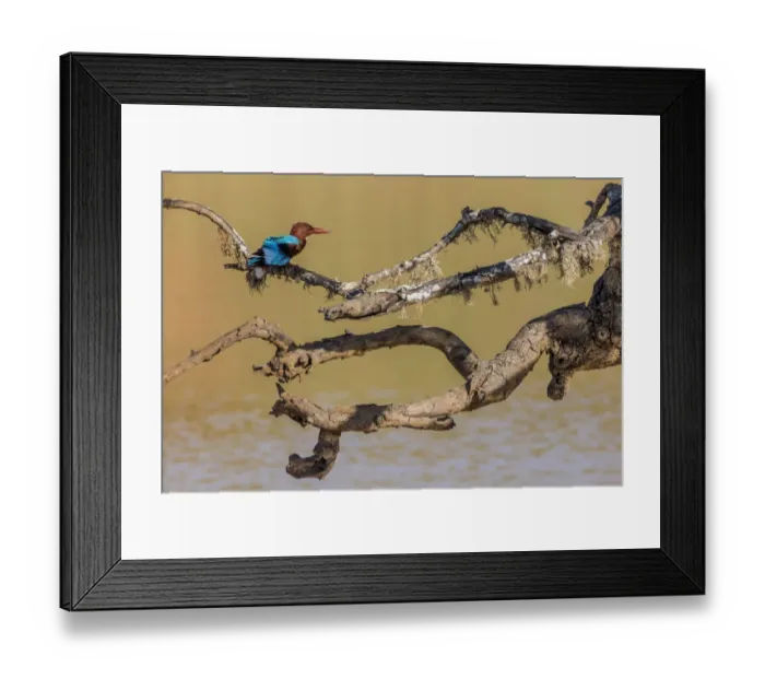 Framed Print : White-throated kingfisher (Halcyon smyrnensis) Yala National Park, Southern Province Framed Print : White-throated kingfisher (Halcyon smyrnensis) Yala National Park, Southern Province