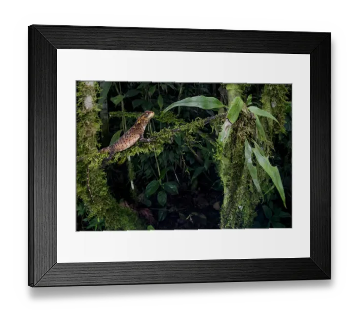 Framed Print : Horned dwarf iguana (Enyalioides praestabilis) on a branch. Sumaco National Park Framed Print : Horned dwarf iguana (Enyalioides praestabilis) on a branch. Sumaco National Park