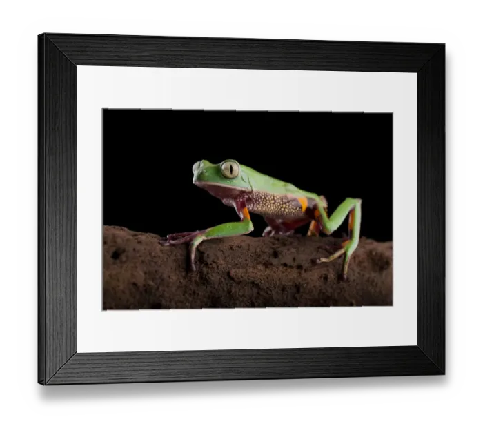 Framed Print : Ornate monkey frog (Phyllomedusa perinesos) walking along a branch. Salado River, Napo Framed Print : Ornate monkey frog (Phyllomedusa perinesos) walking along a branch. Salado River, Napo