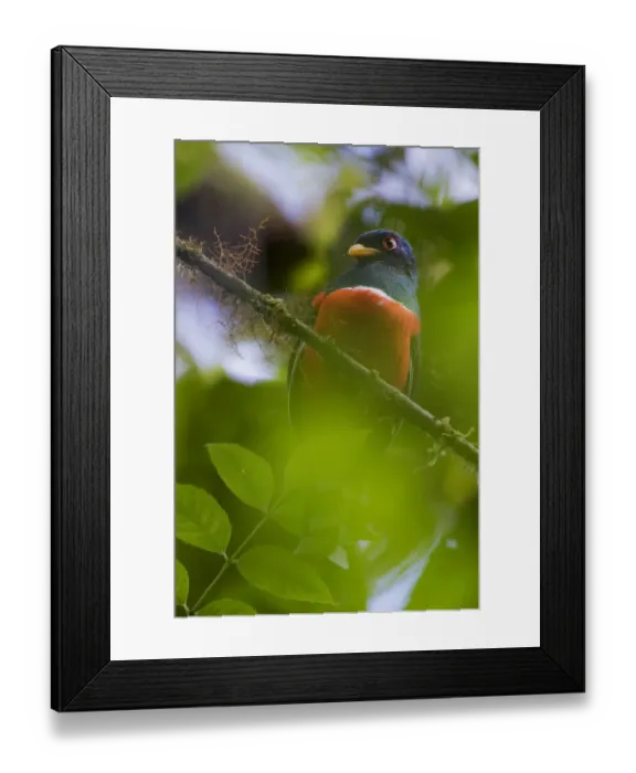 Framed Print : Collared trogon (Trogon collaris) perched on a branch. Mindo, Pichincha, Ecuador Framed Print : Collared trogon (Trogon collaris) perched on a branch. Mindo, Pichincha, Ecuador
