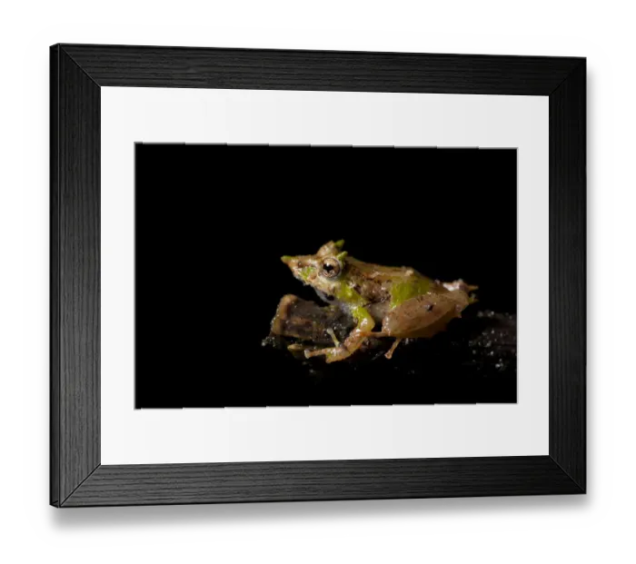 Framed Print : Pinocchio rainfrog (Pristimantis appendiculatus) on a branch. Mindo, Pichincha, Ecuador Framed Print : Pinocchio rainfrog (Pristimantis appendiculatus) on a branch. Mindo, Pichincha, Ecuador